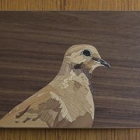 <i>Dove in profile</i><br>2023