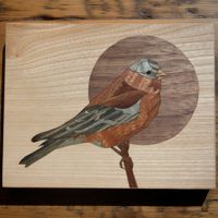 <i>Grey-crowned Rosy Finch</i><br>2022